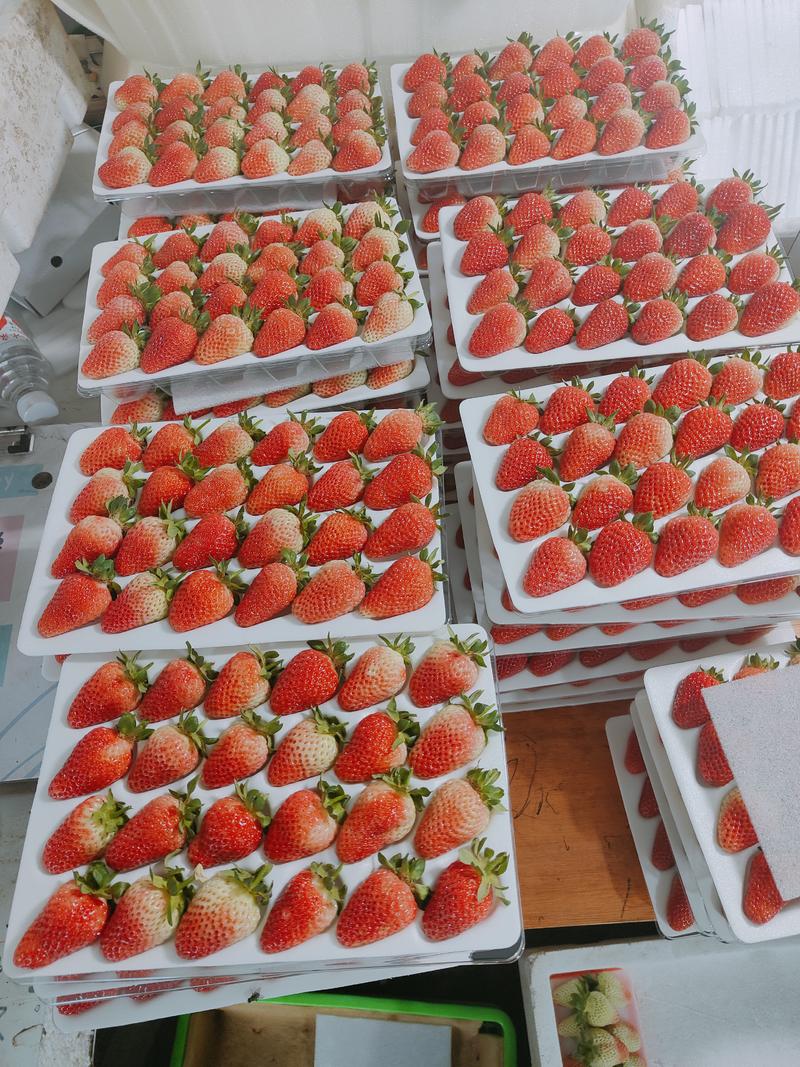 云南蒙特瑞四季草莓，口感甜色泽好，产区常年供货，欢迎订购