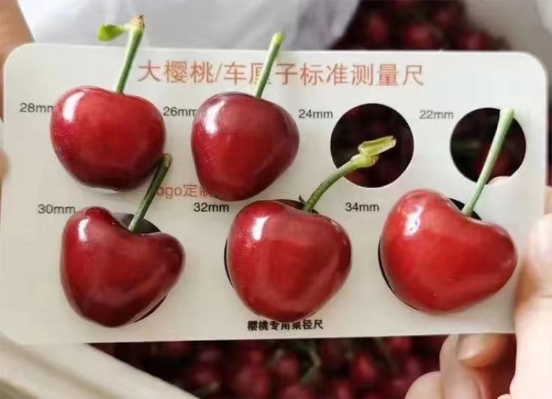 【荐】先锋大樱桃，产地供应，全国发货，可一件代发，坏烂包赔