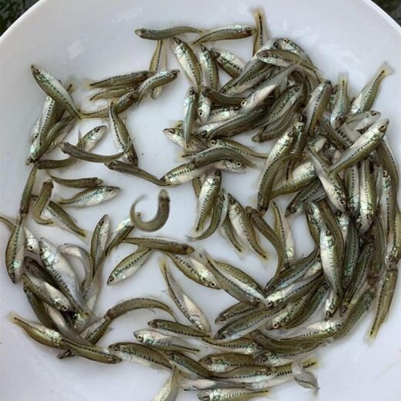加州鲈鱼苗淡水养殖食用鲈鱼苗鱼塘养殖大口黑鲈路亚凶猛观赏