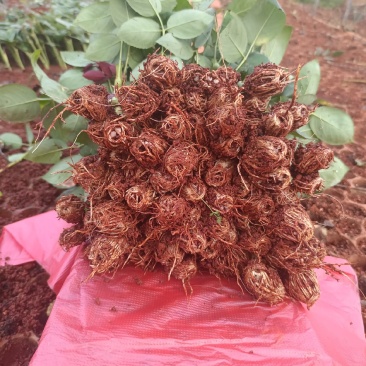 大花月季小苗需要装杯子上工地电商直播平台用苗的联系