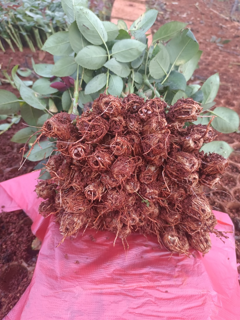 大花月季小苗需要装杯子上工地电商直播平台用苗的联系
