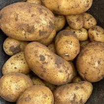 河南沃土土豆，大量现货，对接，电商，市场加工厂！