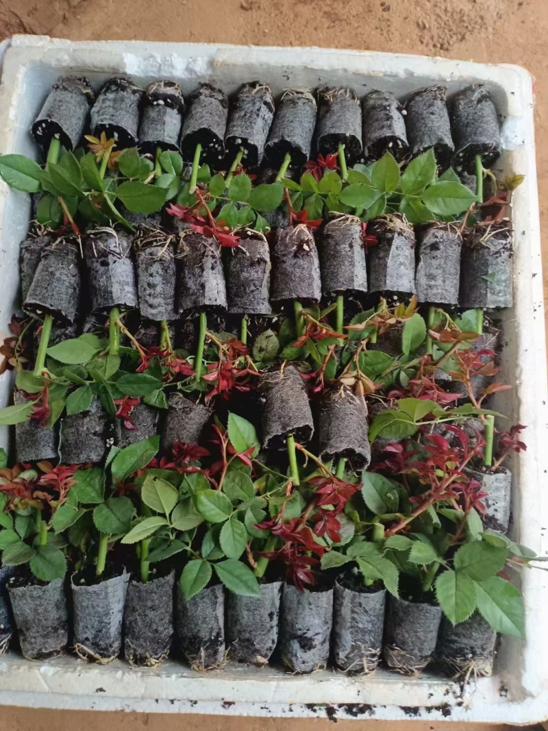 大花月季小苗需要装杯子上工地电商直播平台用苗的联系