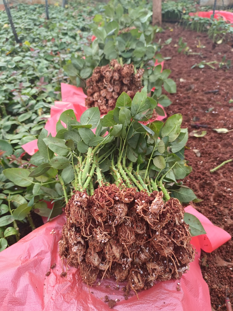 大花月季小苗需要装杯子上工地电商直播平台用苗的联系