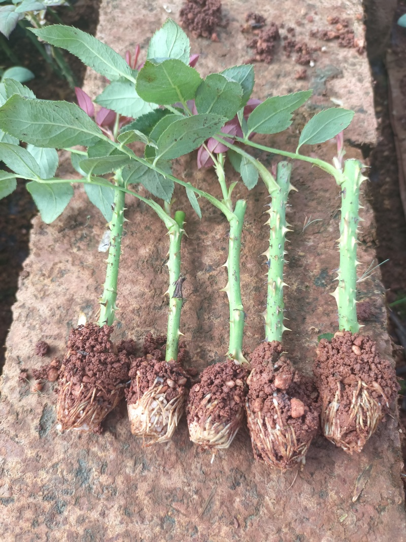 大花月季小苗需要装杯子上工地电商直播平台用苗的联系