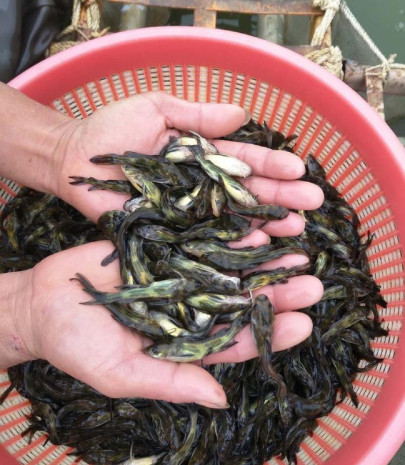 黄骨鱼苗黄颡鱼苗杂交黄骨鱼苗水花黄辣丁自有基地供货及时