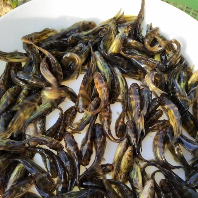 黄骨鱼苗黄颡鱼苗杂交黄骨鱼苗水花黄辣丁自有基地供货及时