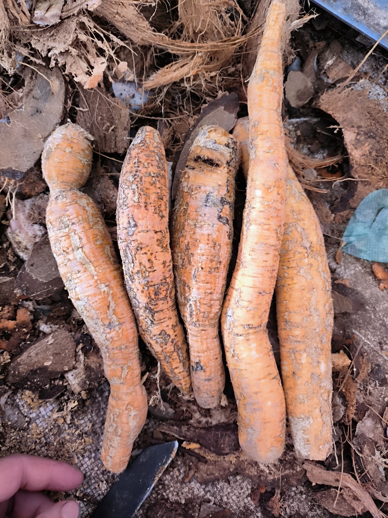 牛大力（大叶中圆牛）特靓老皮仿野生