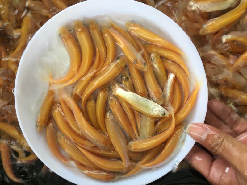 金草鱼苗金鲩鱼淡水草鱼苗俄罗斯金草鱼苗耐养耐运输