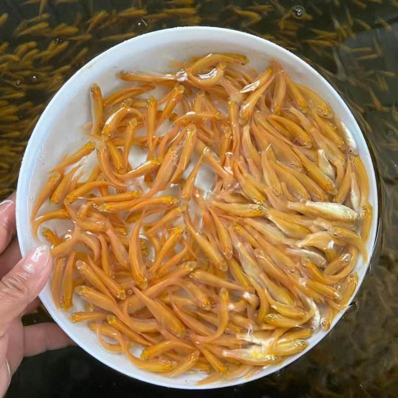 金草鱼苗金鲩鱼淡水草鱼苗俄罗斯金草鱼苗耐养耐运输