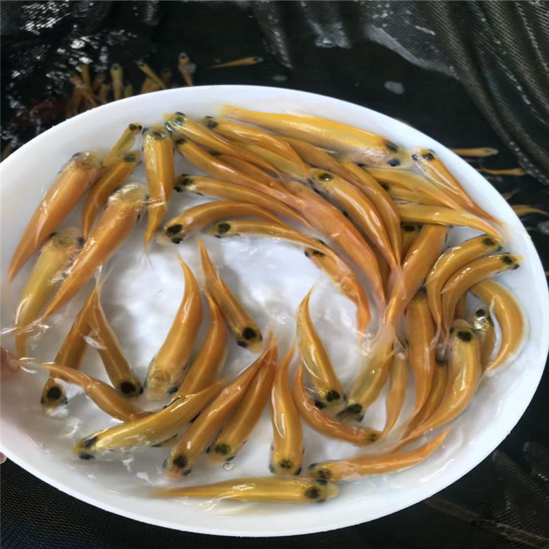 金草鱼苗金鲩鱼淡水草鱼苗俄罗斯金草鱼苗耐养耐运输