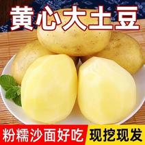贵州遵义黄心土豆