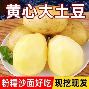 贵州遵义黄心土豆