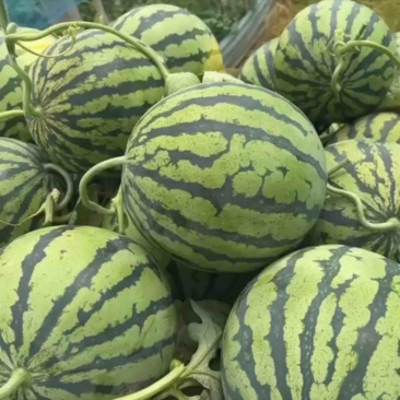 永清西瓜