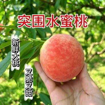 湖北桃子产地直发电商市场商超货源充足