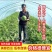 江苏西瓜/精品美都西瓜/麒麟西瓜/8424/无籽西瓜/