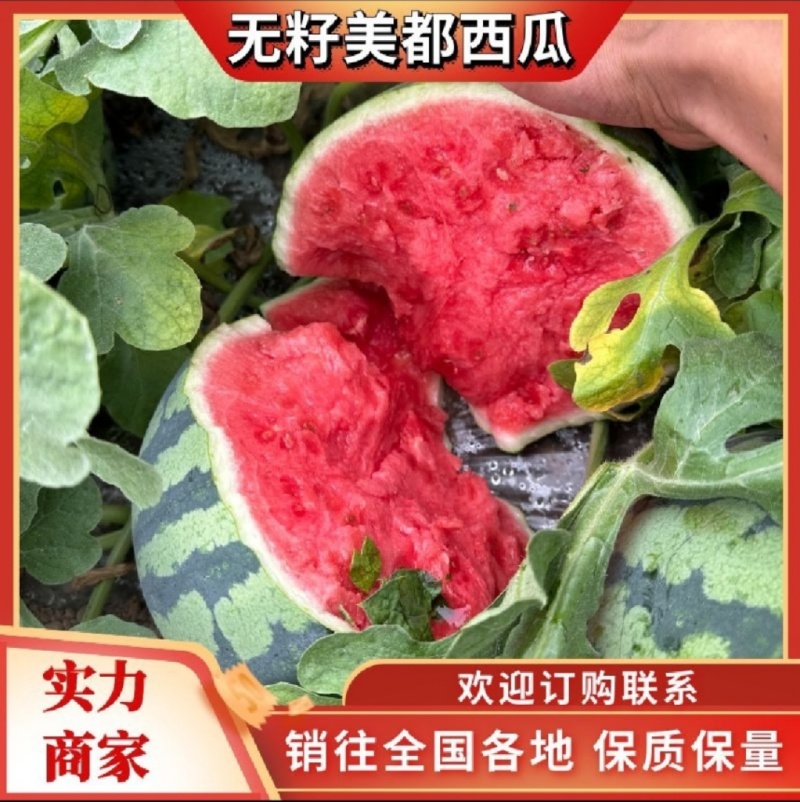 江苏西瓜/精品美都西瓜/麒麟西瓜/8424/无籽西瓜/