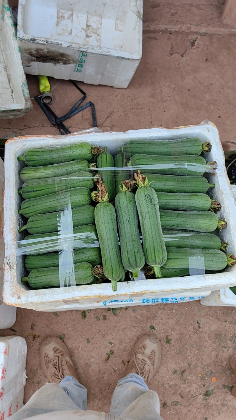 肉丝瓜精品短棒肉丝瓜大量上市