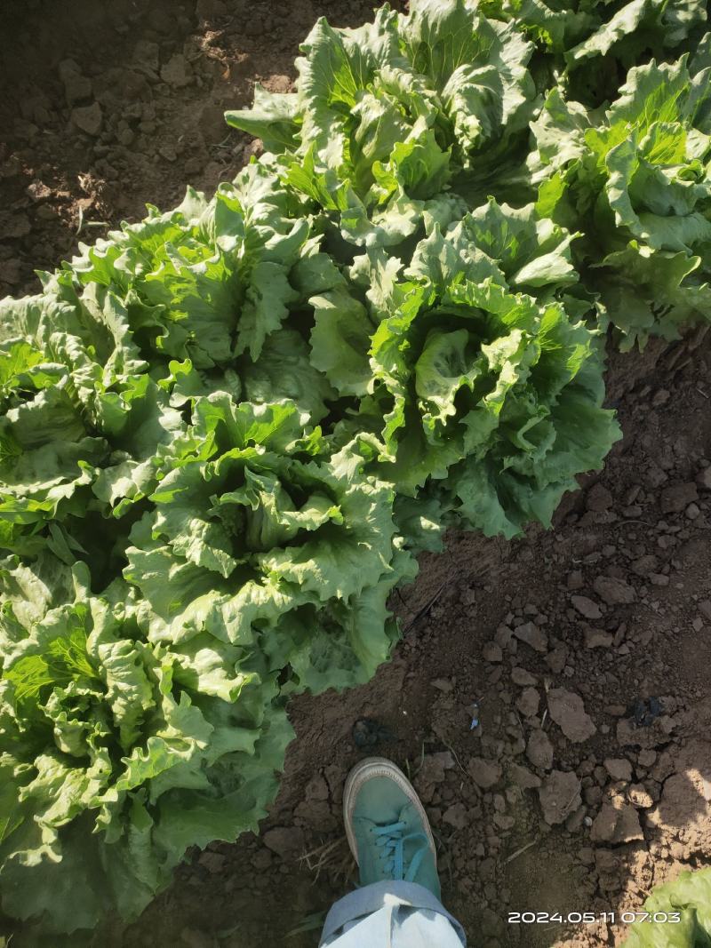 延庆大棚/陆地精品球生菜