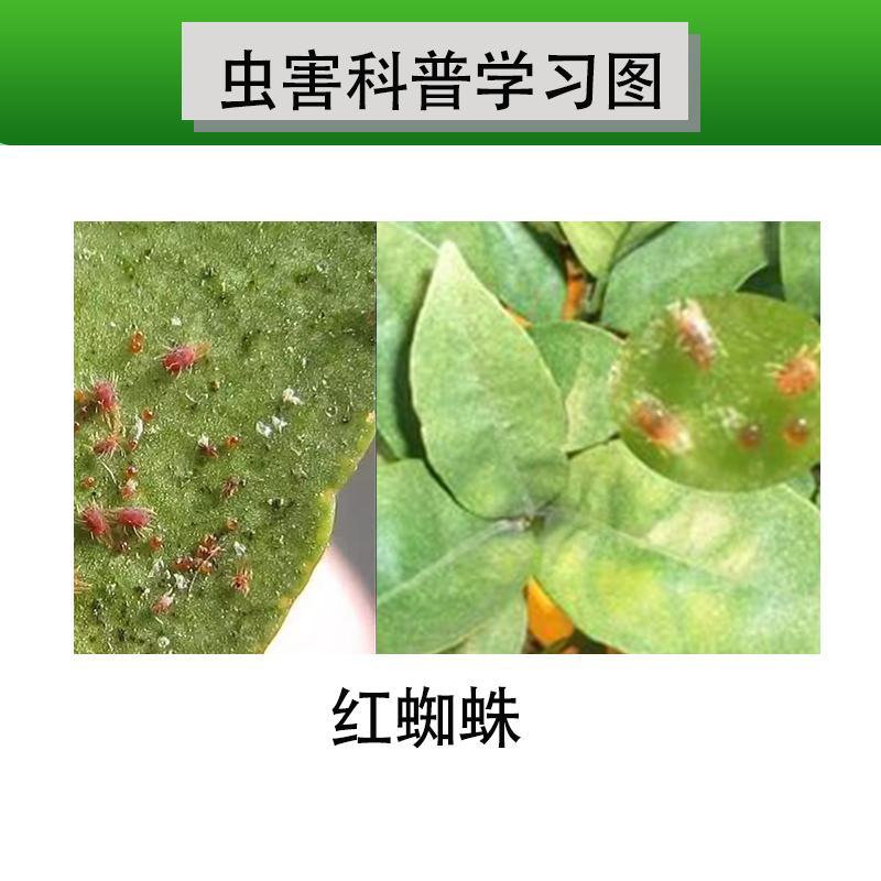 永农安力满40%联苯肼酯乙螨唑柑橘树红蜘蛛悬浮剂杀虫灵
