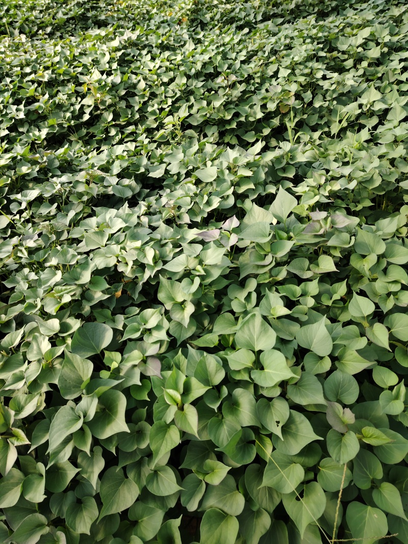 秦薯五号红薯脱毒红薯苗