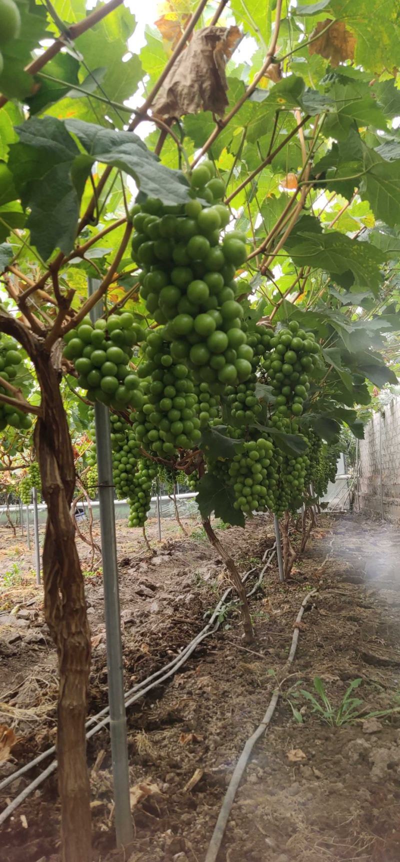 阳光玫瑰纯甜新鲜采摘一件代发商超供应市场批发