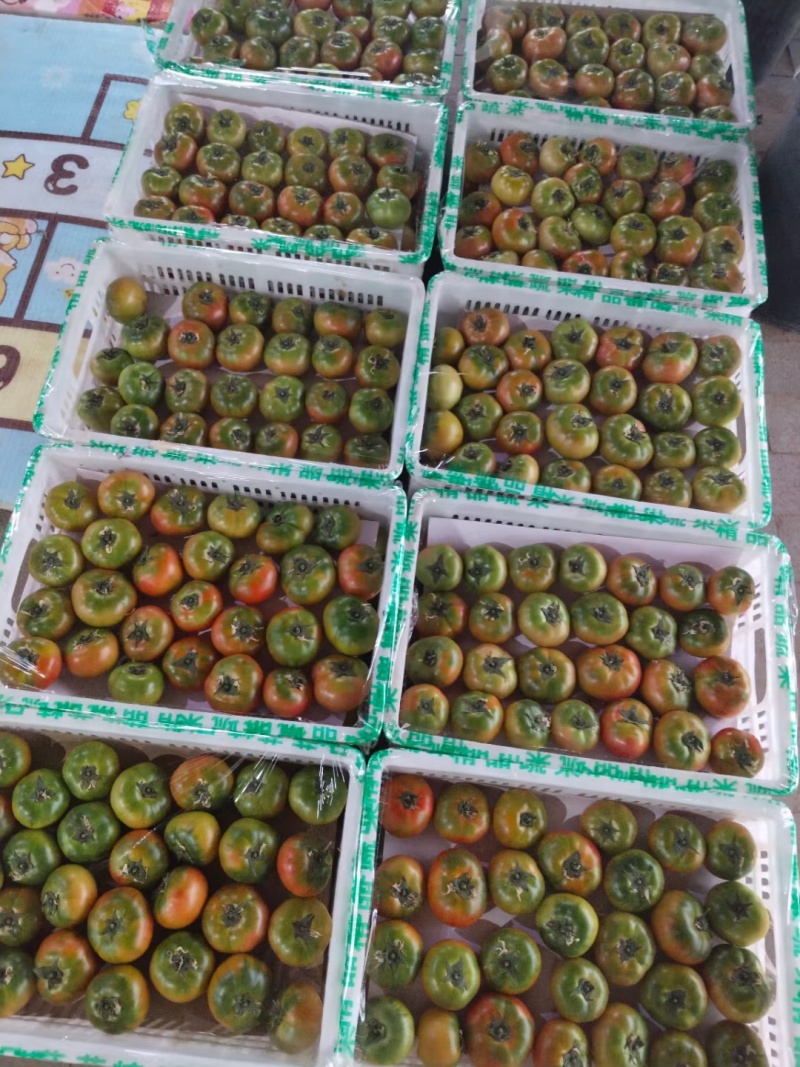 唐山滦州草莓西红柿大量上市