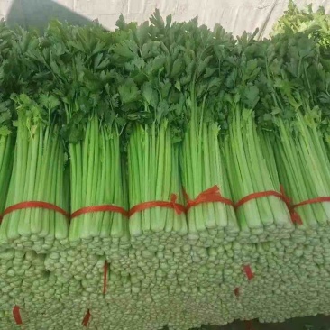 高原夏菜毛芹