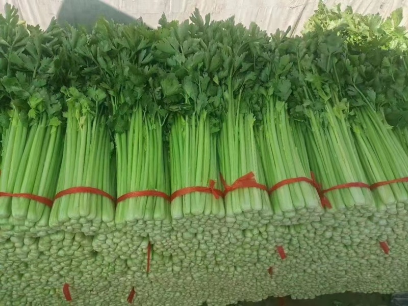 高原夏菜毛芹