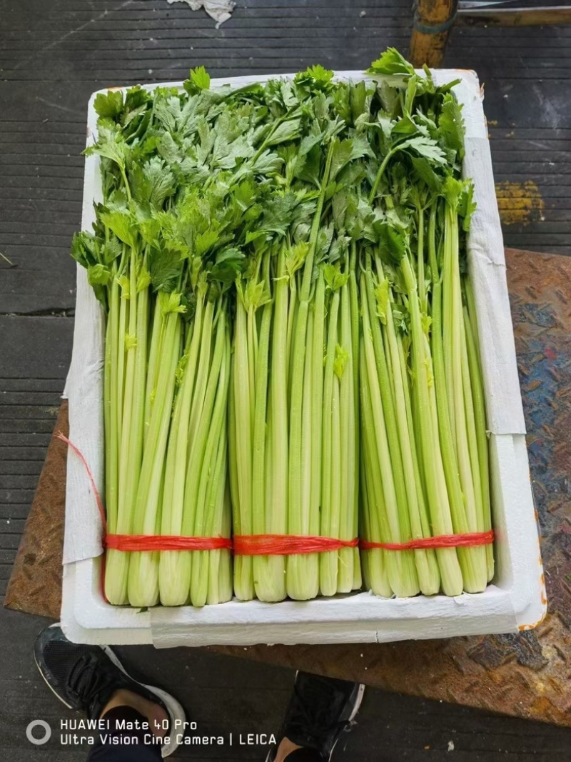 高原夏菜毛芹