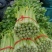 高原夏菜毛芹