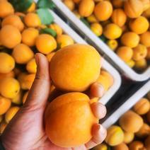 金太阳大黄杏有质有量产地直发