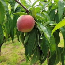 大量五月脆桃，预计6月18日左右上市