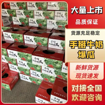 原产地牛奶小吊瓜，全美2k，L600，原产地供货！