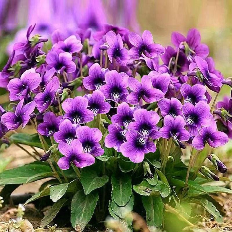 紫花地丁种子多年生花种籽子野堇菜花籽地被覆绿耐寒花卉种子