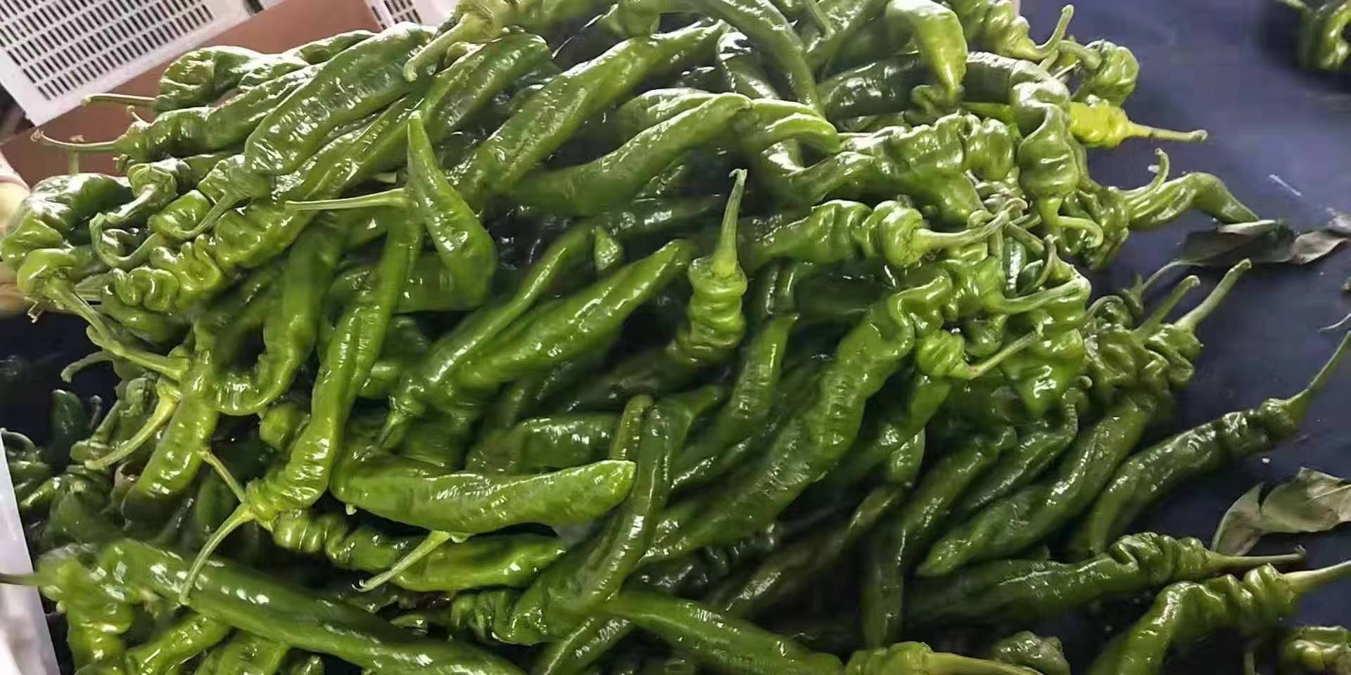 一碗由绿尖椒、番茄、洋葱组成的新鲜沙拉,色彩鲜艳,健康自然 绿尖椒沙拉