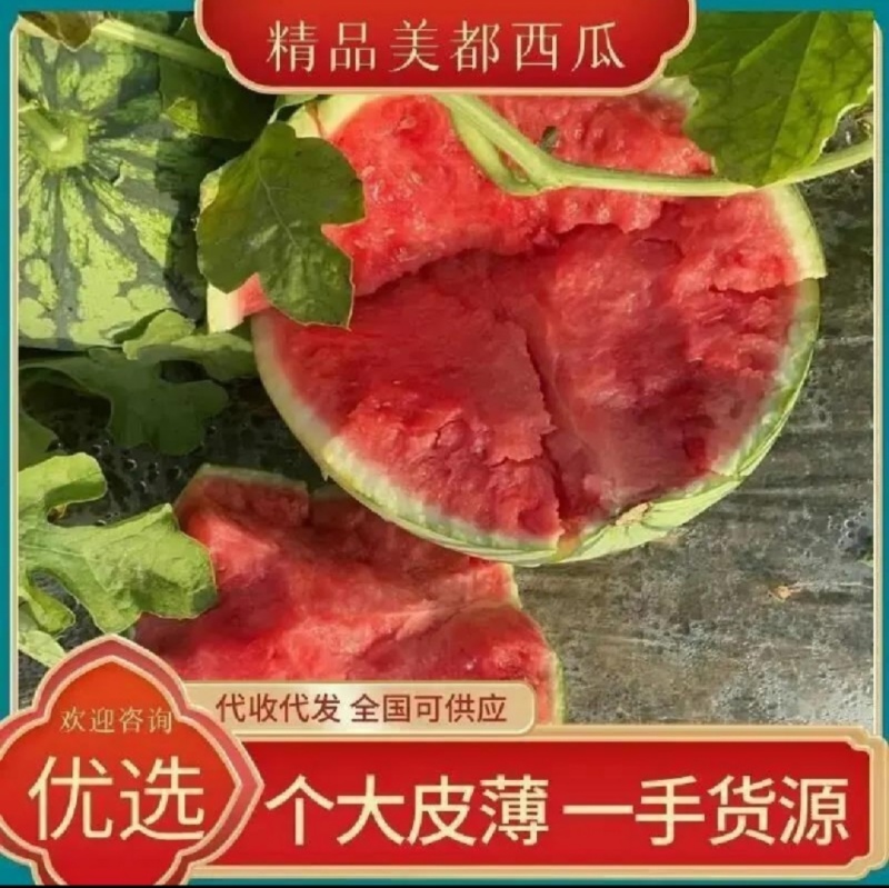 精品美都西瓜/麒麟西瓜/8424/无籽西瓜/常年供应