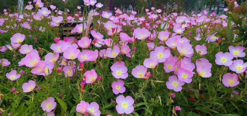 美丽月见草种子多年生四季开花易活室外庭院花卉花种种子籽