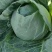 坝上蔬菜种植恒绿甘蓝大量长期稳定供货！量大从优保证质量！