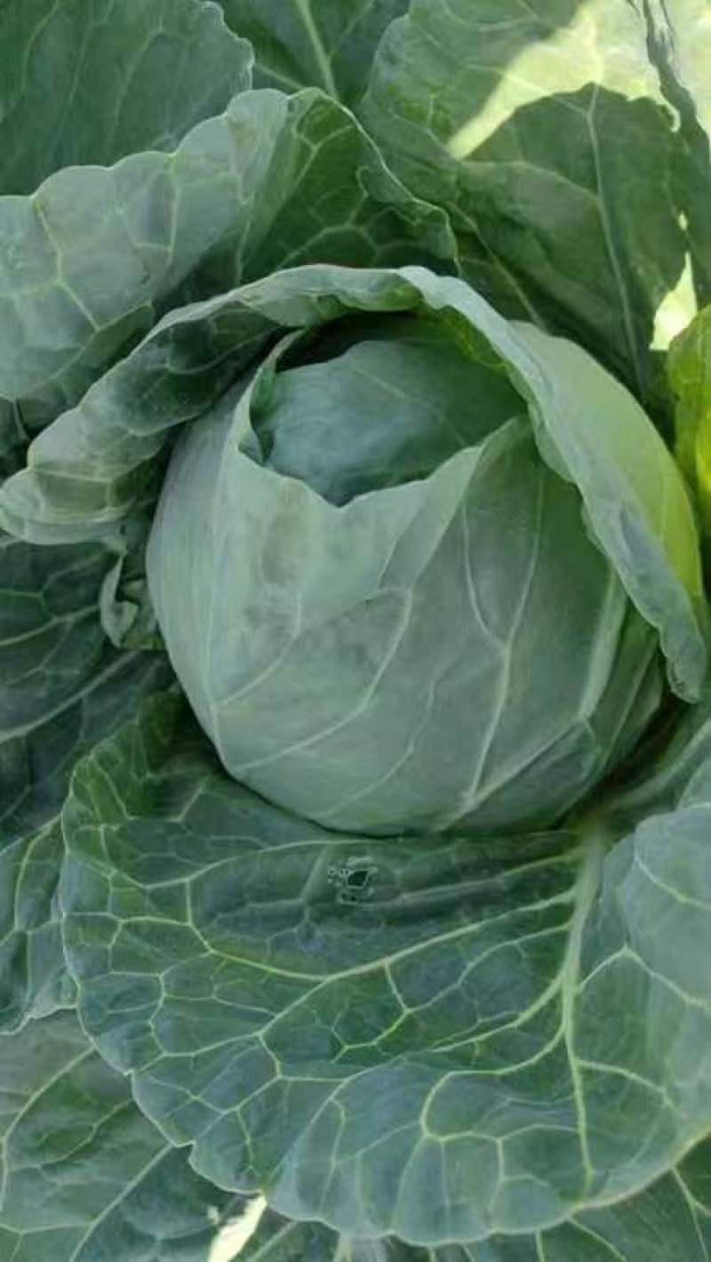 坝上蔬菜种植恒绿甘蓝大量长期稳定供货！量大从优保证质量！