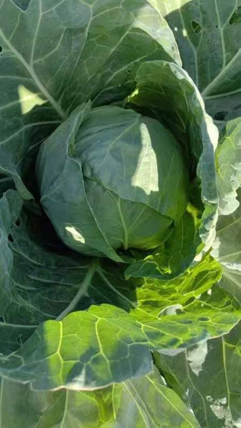 坝上蔬菜种植恒绿甘蓝大量长期稳定供货！量大从优保证质量！