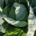 坝上蔬菜种植恒绿甘蓝大量长期稳定供货！量大从优保证质量！