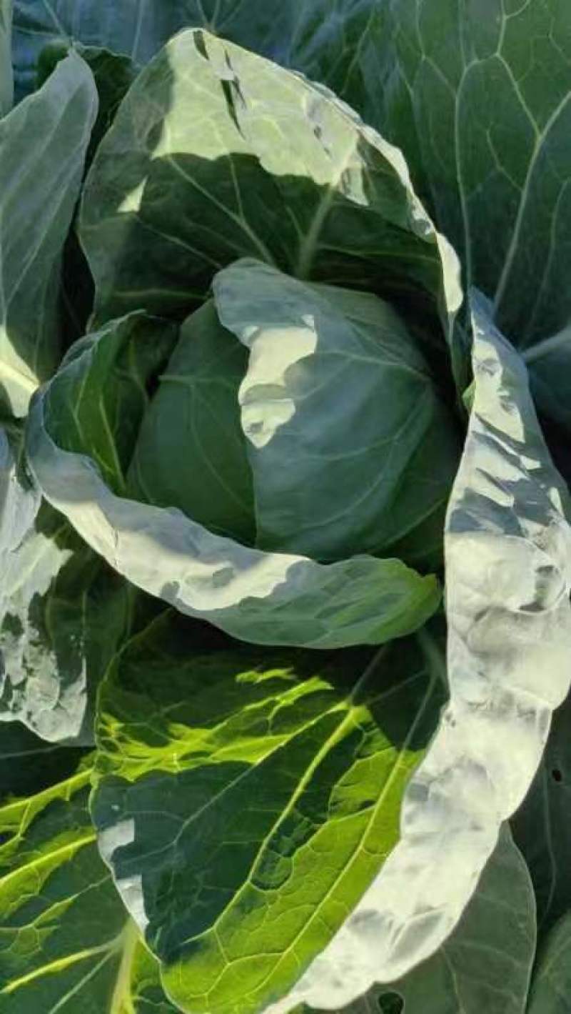 坝上蔬菜种植恒绿甘蓝大量长期稳定供货！量大从优保证质量！