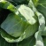 坝上蔬菜种植恒绿甘蓝大量长期稳定供货！量大从优保证质量！