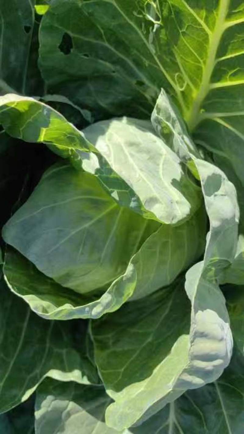 坝上蔬菜种植恒绿甘蓝大量长期稳定供货！量大从优保证质量！