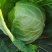坝上蔬菜种植恒绿甘蓝大量长期稳定供货！量大从优保证质量！