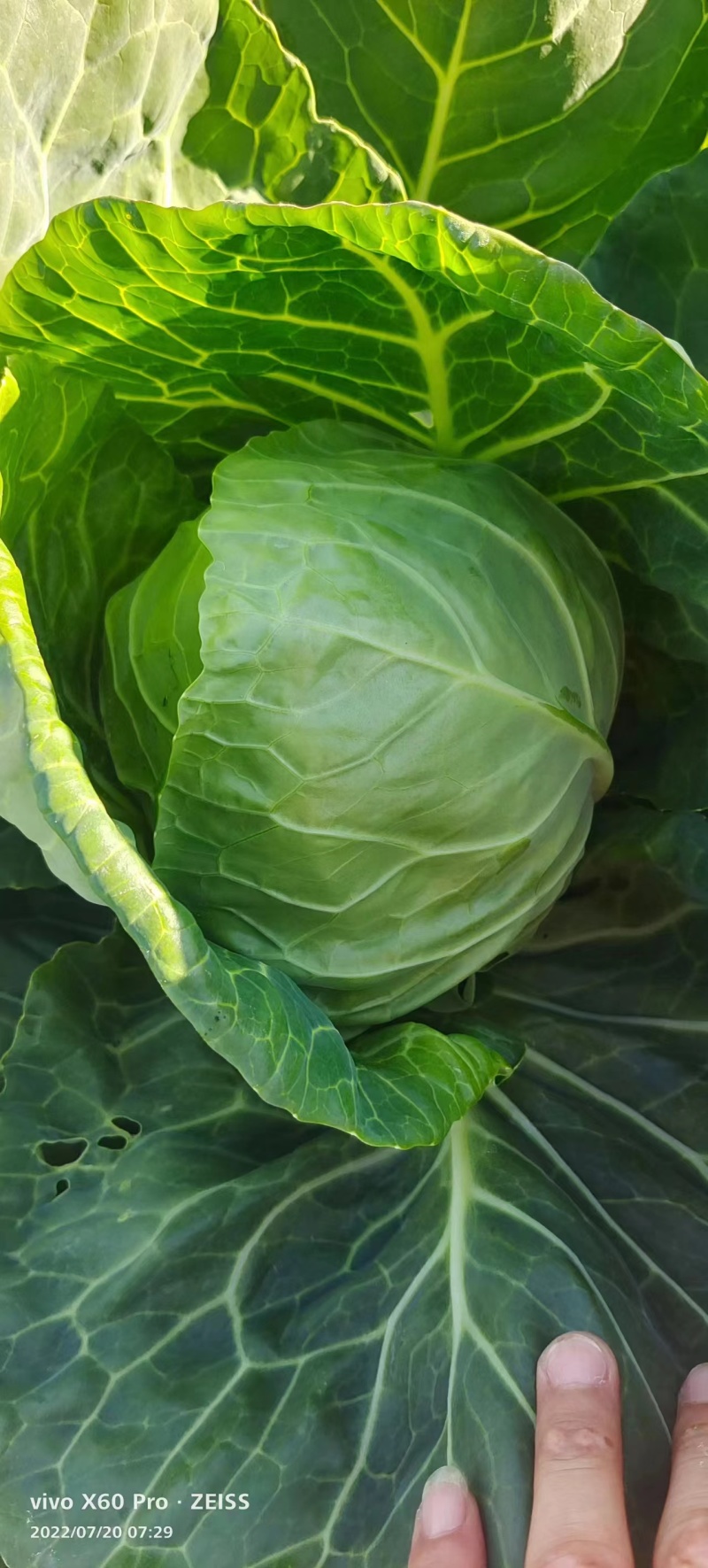 坝上蔬菜种植恒绿甘蓝大量长期稳定供货！量大从优保证质量！