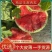 精品美都西瓜/麒麟西瓜/8424/供应电商，一条龙服务
