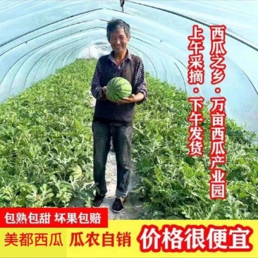精品美都西瓜/麒麟西瓜/8424/无籽西瓜/常年供应