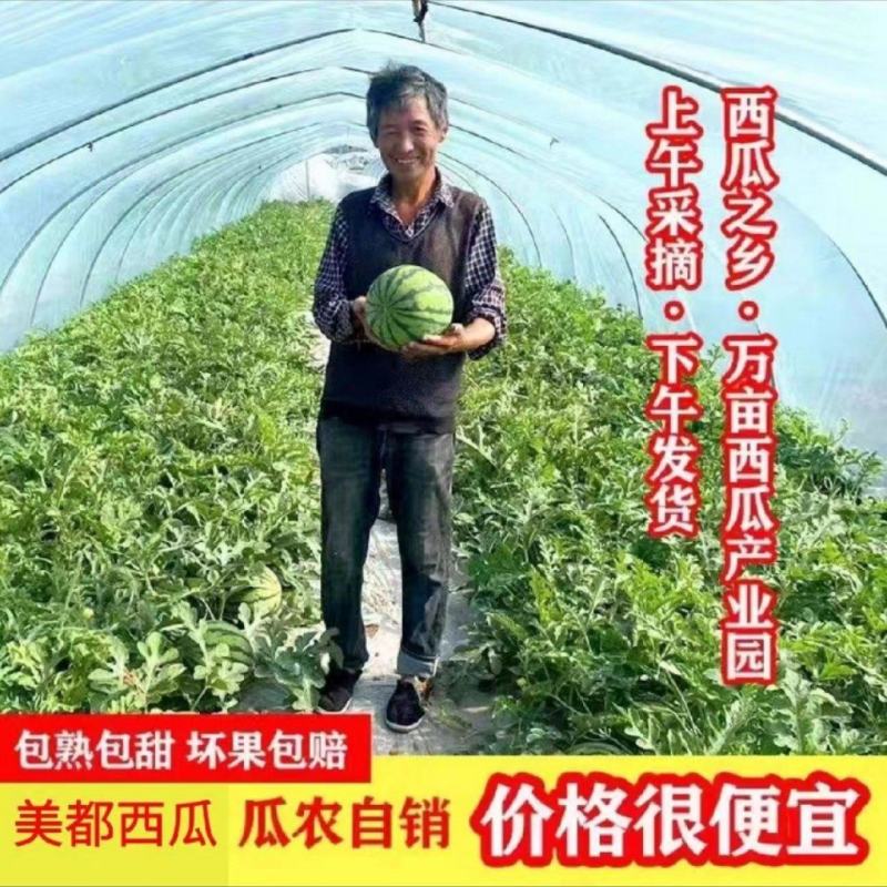 精品美都西瓜/麒麟西瓜/8424/无籽西瓜/常年供应
